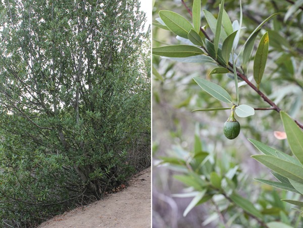 olive tree