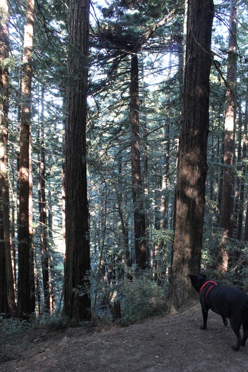 Hiking Redwood Regional Park (69)