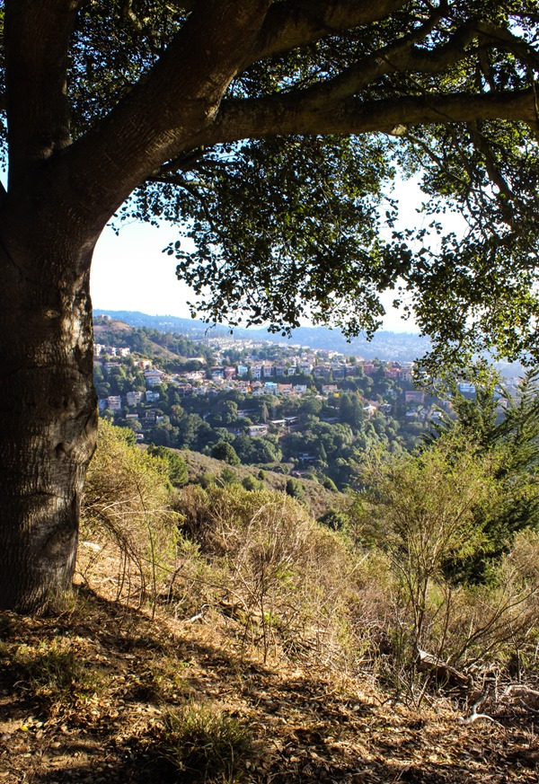 Panoramic Hill Berkeley 