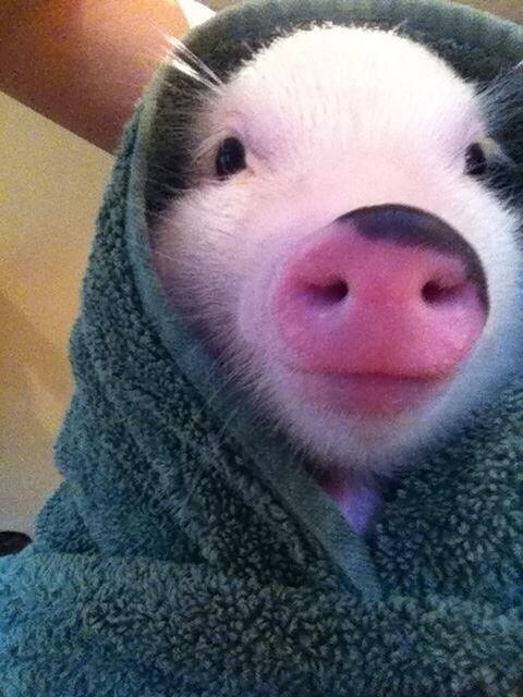 Cute Baby Pigs