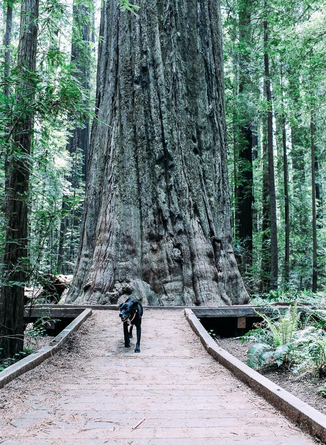 Road Trip from California to Oregon: where to eat, sleep and play | Avenue of the Giants #travel