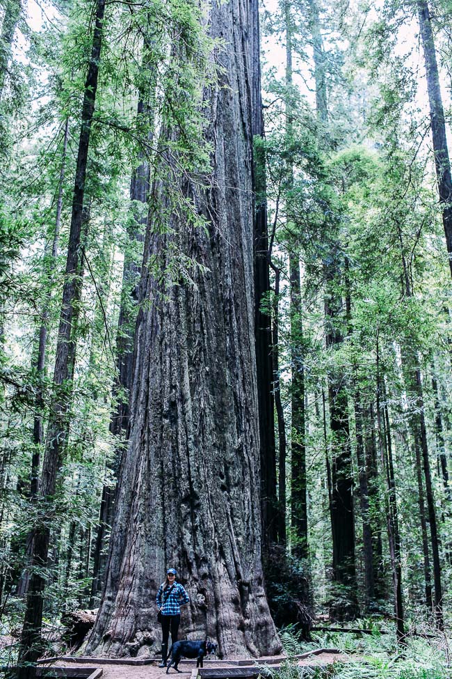 Road Trip from California to Oregon: where to eat, sleep and play | Avenue of the Giants #travel