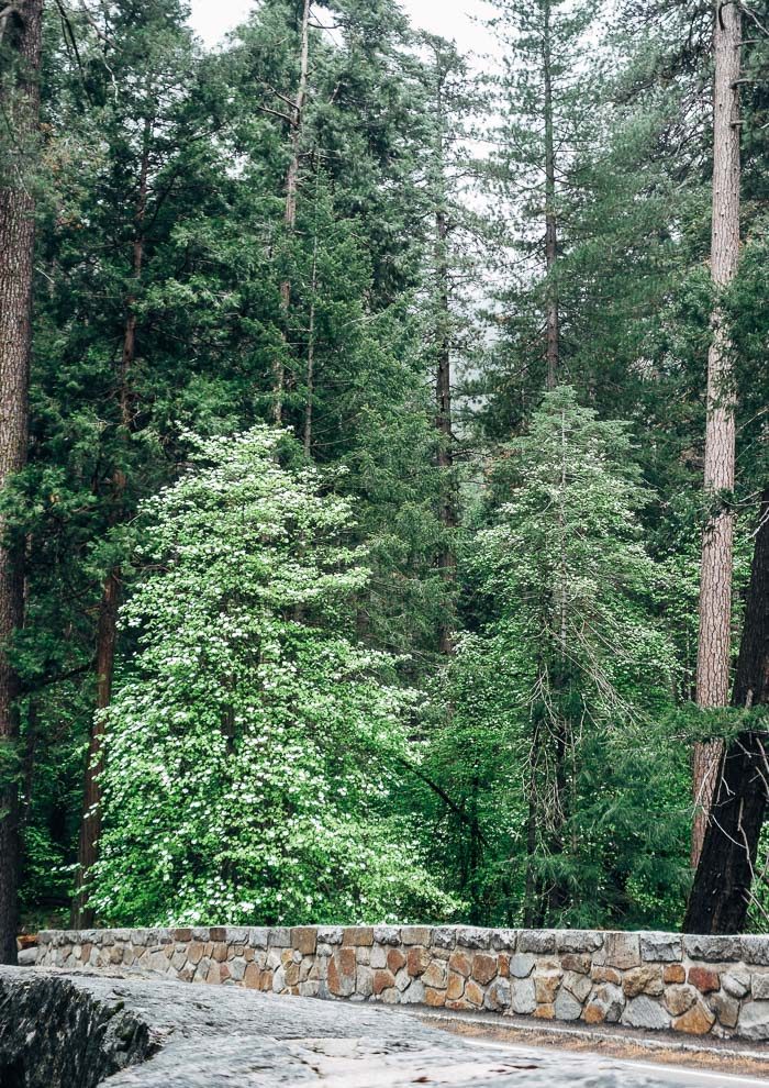 Dogwoods Yosemite National Park
