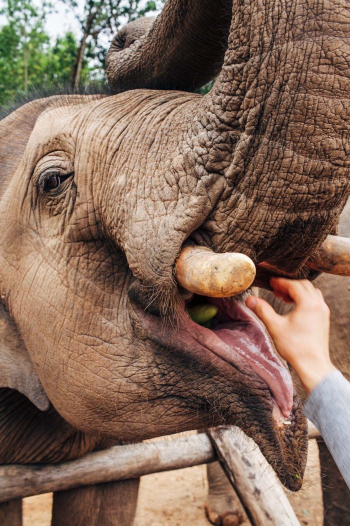 Elephant Nature Park | Chiang Mai Thailand Travel Guide