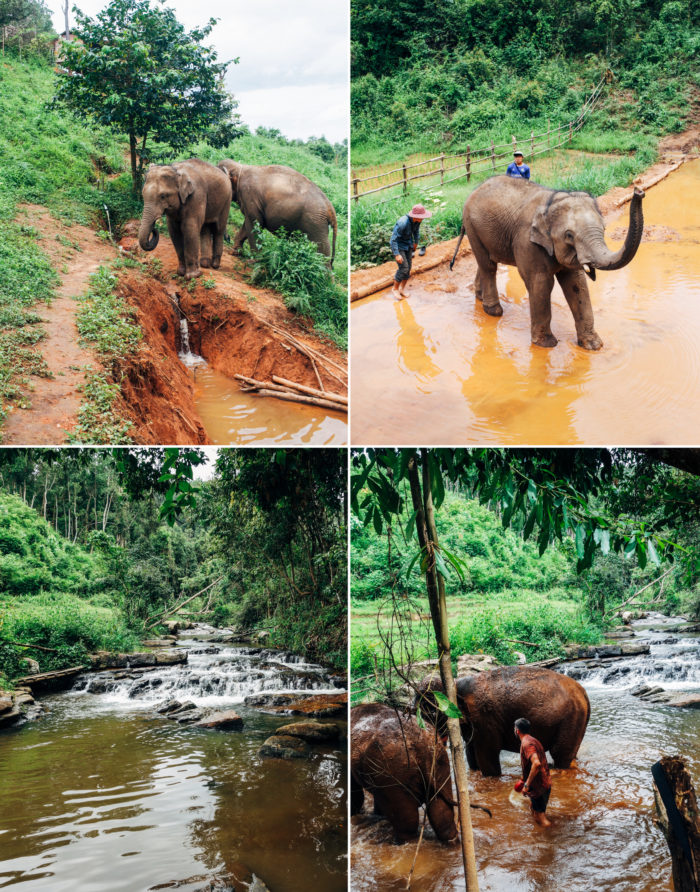Elephant Nature Park Karen Experience-1
